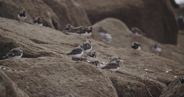 Turnstones Arenaria Interpres Feeding on Barnacles at a UK Shoreline Location