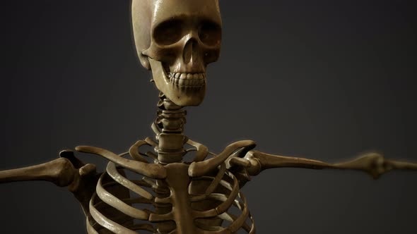 Bones of the Human Skeleton alt