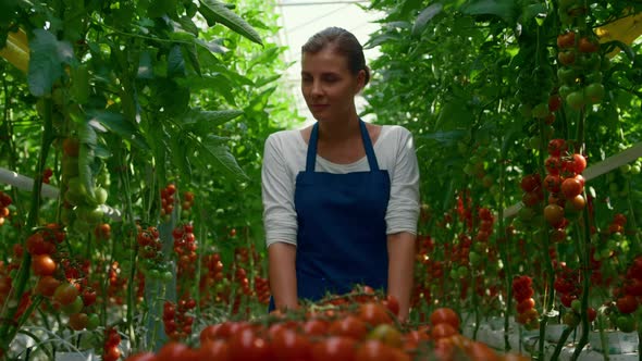 Woman Farmer Tomato Harvest Plantation Greenhouse