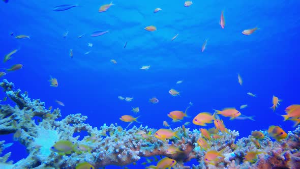 Colorful Fish and Hard Coral