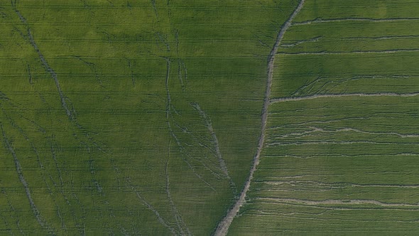 Aerial View of Large Fields of Wheat Cracking From the Intense Summer Heat