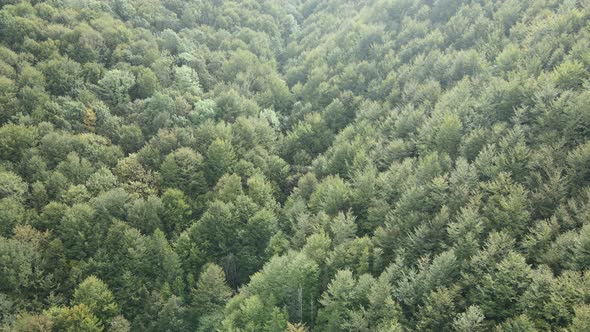 Trees in the Mountains Slow Motion. Aerial View of the Carpathian Mountains in Autumn. Ukraine