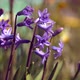 Hyacinth Flowers Sway in the Wind - VideoHive Item for Sale