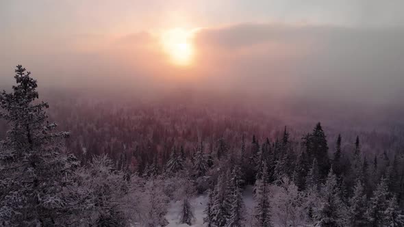 Aerial Top Down Flyover Shot of Winter Spruce and Pine Forest