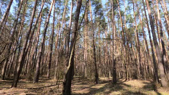 Inside a Pine Forest By Day Slow Motion