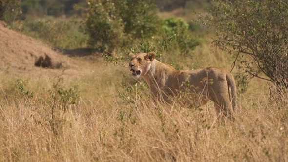 African lioness in Masai Mara