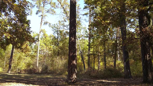 Trees in the Forest on an Autumn Day