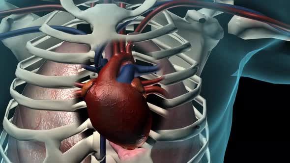 The Pathway of Blood Flow Through the Heart Animated