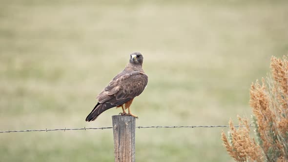 Swainson's hawk perched on a fence post looking around