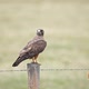 Swainson's hawk perched on a fence post looking around - VideoHive Item for Sale