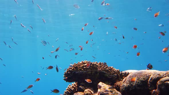 Underwater Coral Reef