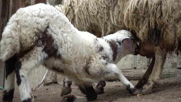 Baby Lamb Sucking Milk From His Mother