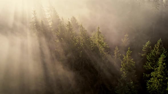 Rays of the Morning Sun Make Their Way Through Treetops in Summer Forest