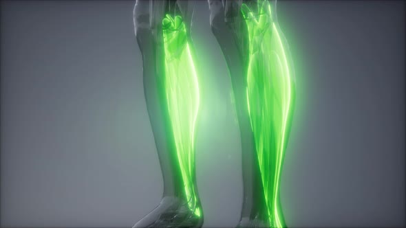 Gastrocnemius- Visible Muscle Anatomy Map alt