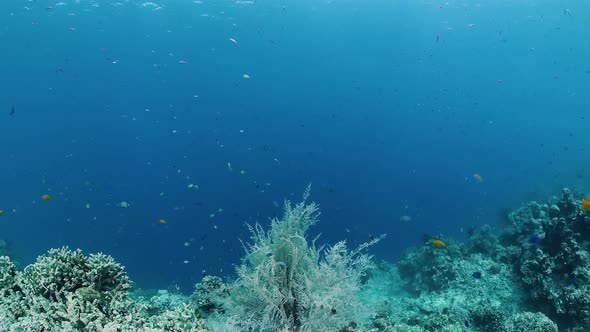 The Underwater World of a Coral Reef. Panglao, Philippines.