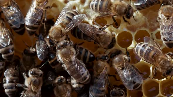 Bees Seal the Honeycomb in Apiary. Life of Apis Mellifera. Concept of Honey, Apiculture, Beehive