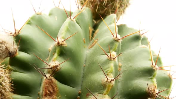 Cactus on Isolated White Background 