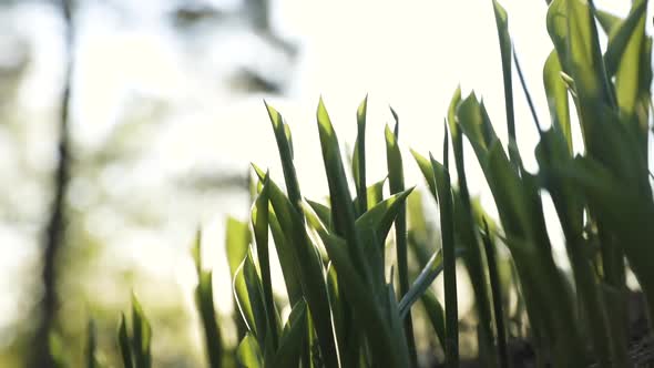 Close-up slide shot of green grass as sun shines through it