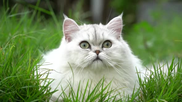 Cute Persian Cat Hiding Behind The Grass