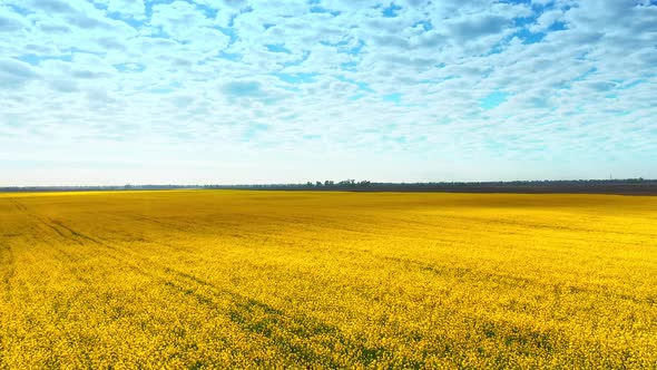 Aerial Drone Footage of Field of Yellow Rape Against the Blue Sky