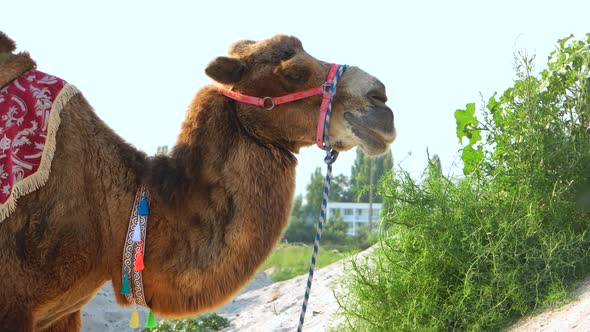 Brown Camel Eating Grass Close Up