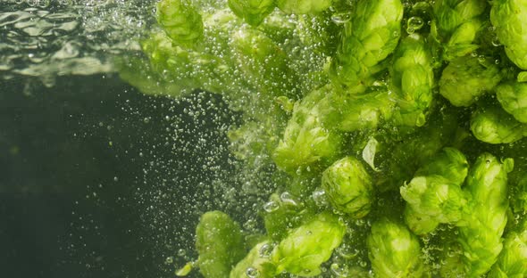 Green Hops Falling Into Water