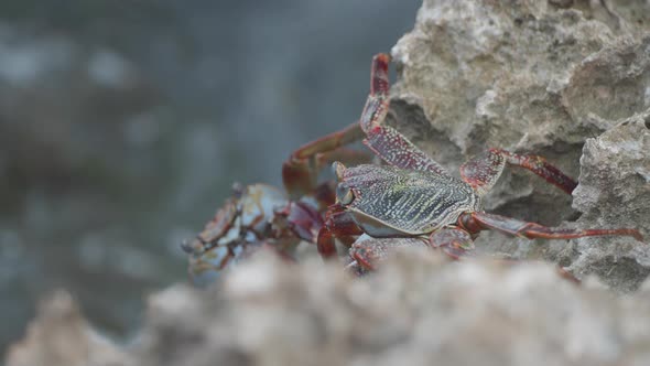 A Sally Lightfoot Crab makes its way across the rocky shore as waves crash on an Aruba beach.