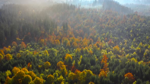 Aerial View of a Bright Autumn Forest on the Slopes of the Mountains in the Fog at Sunrise