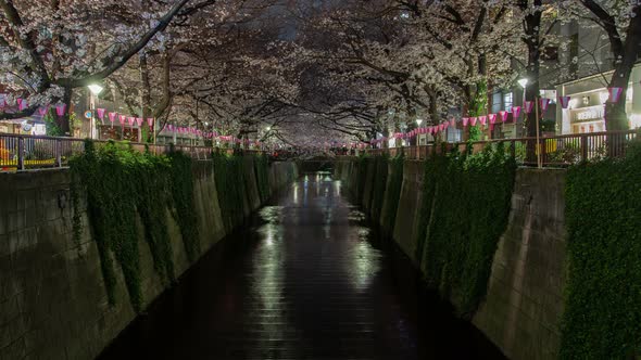 Tokyo Cherry Blossom Night Meguro River Japan Time Lapse