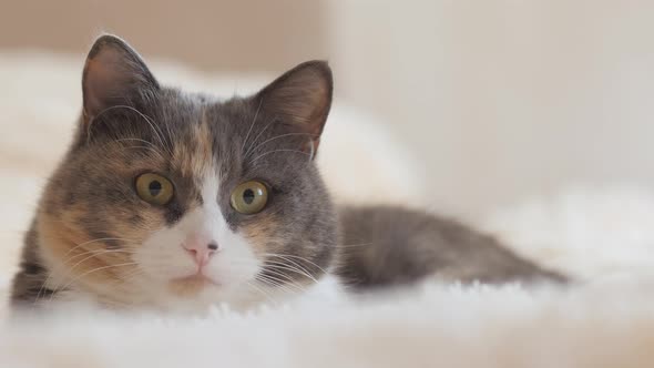 Cute curious grey cat lying on bed on plaid indoors