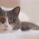 Cute curious grey cat lying on bed on plaid indoors - VideoHive Item for Sale