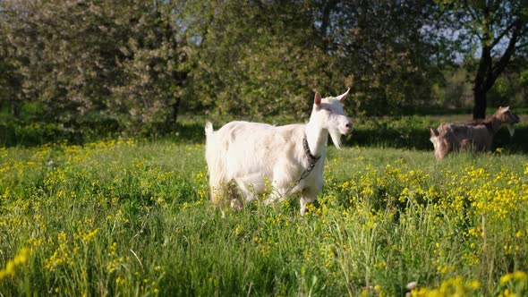 Mature Goat on Pasture at Sunny Summer Day