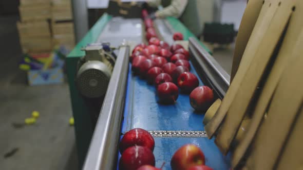 Apples on the Line for Their Selection