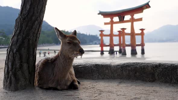 Wild Deer Crawls and Rests in Front of a Floating Torii Gate on Miyajima Island