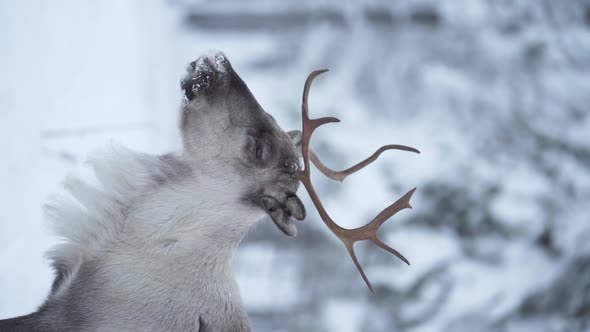 Vertical slowmotion of a reindeer eating in a snowy forest in Lapland Finland.