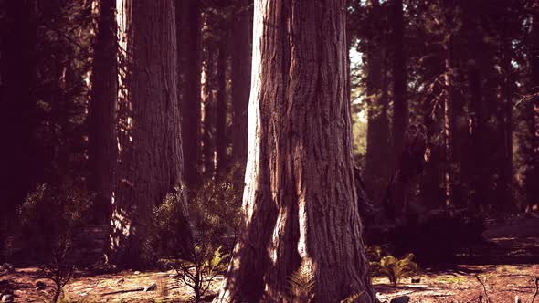 Giant Sequoias Forest of Sequoia National Park in California Mountains