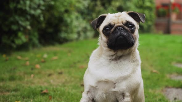 Pet Pug dog outdoors listening and reacting to sounds. Tilting head. Very cute.