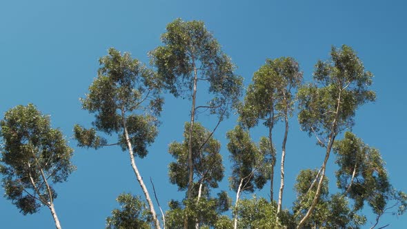 Tall Eucalyptus tree's branches swaying in wind silhouetted against clear blue sky.
