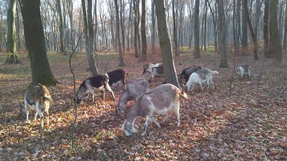 A herd of goats in the autumn forest.