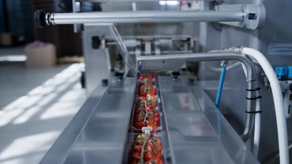 Factory Machine Moving Tomatoes at Technological Automated Manufacture Closeup