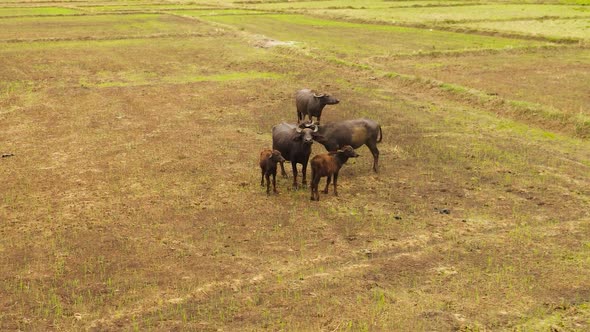 Aerial Drone of Cattle on the Pasture in Sri Lanka