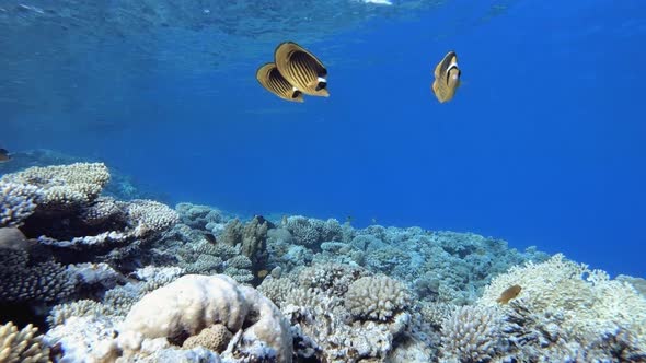 Coral Reef and Fishes Underwater