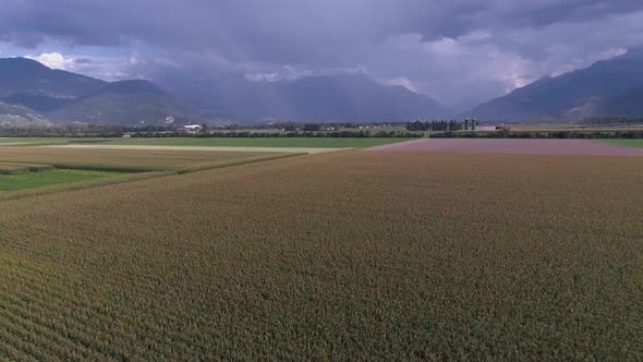 Flight over a wheat field