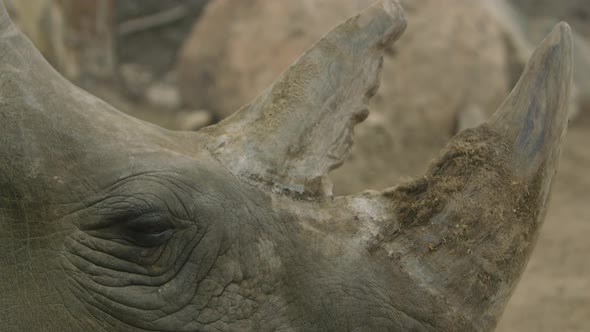 white rhino blink slow motion gnarly horns