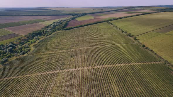 Top View with Drone of a Vineyard Concept of Agriculture Supporting Farmers Filmed on a Summer Day