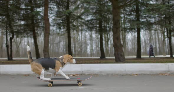 Beagle Dog Rides a Skateboard in Park