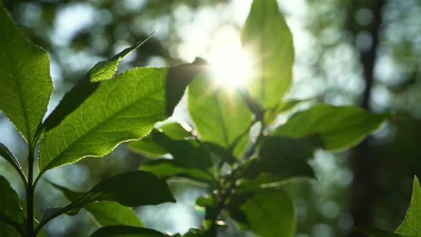 Close Up of Sunbeams Peaking through Green Leaves