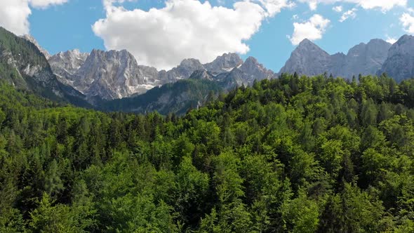 Triglav National Park, Slovenia. Flying Away From Green Pine Forest During a Bright Sunny Day