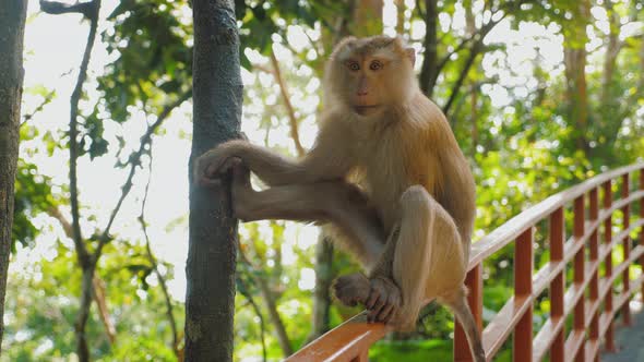 Cute Adorable Monkey Sitting on Fence in Park Monkey Hill Park Phuket Thailand