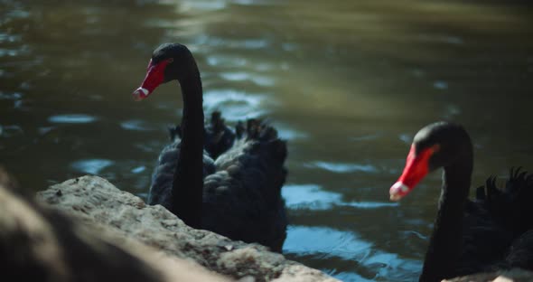 Two adult black swans at the lake's edge on a sunny day